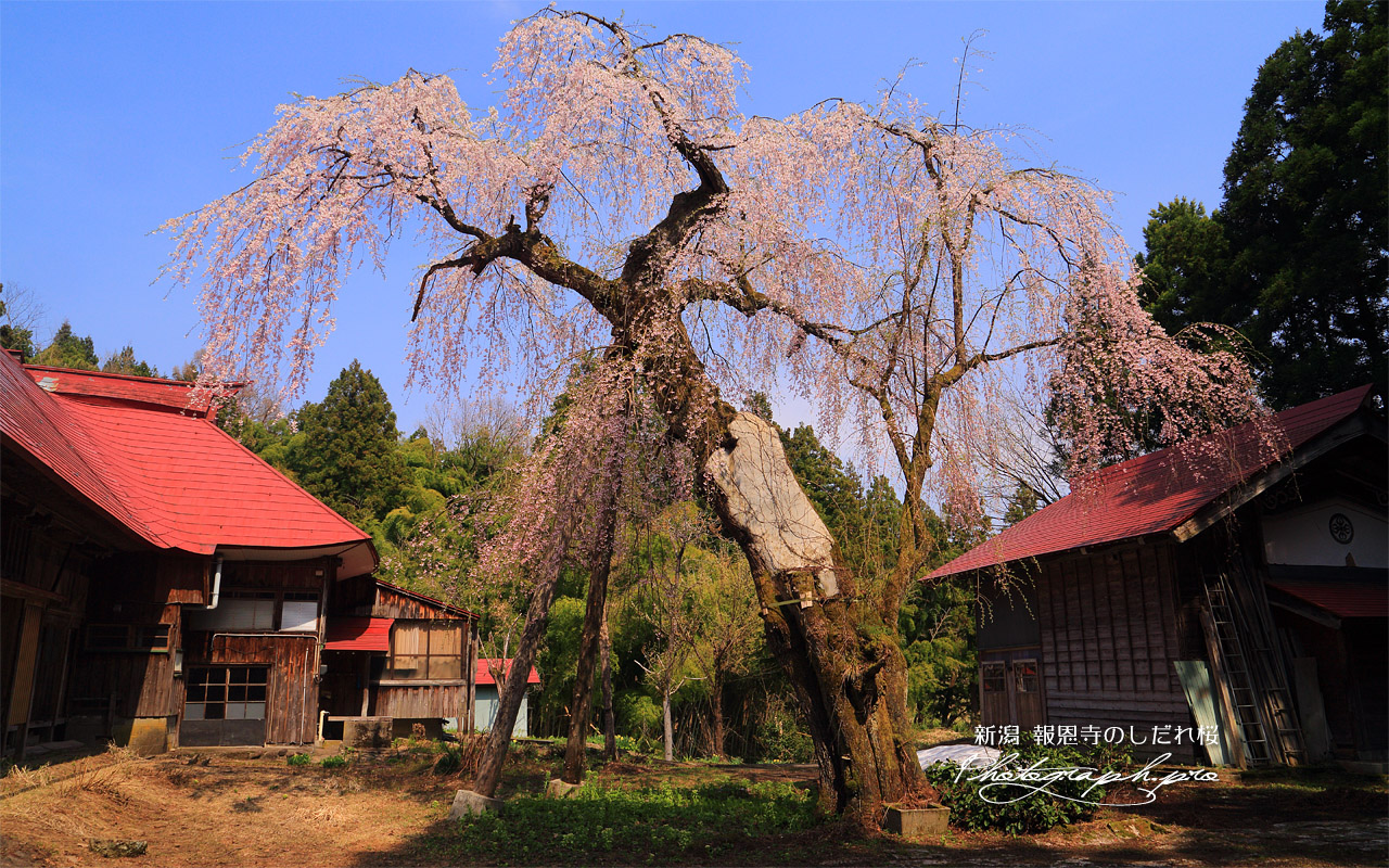 報恩寺のしだれ桜 壁紙
