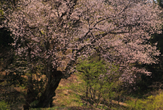 所山田の大桜