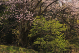所山田の大桜