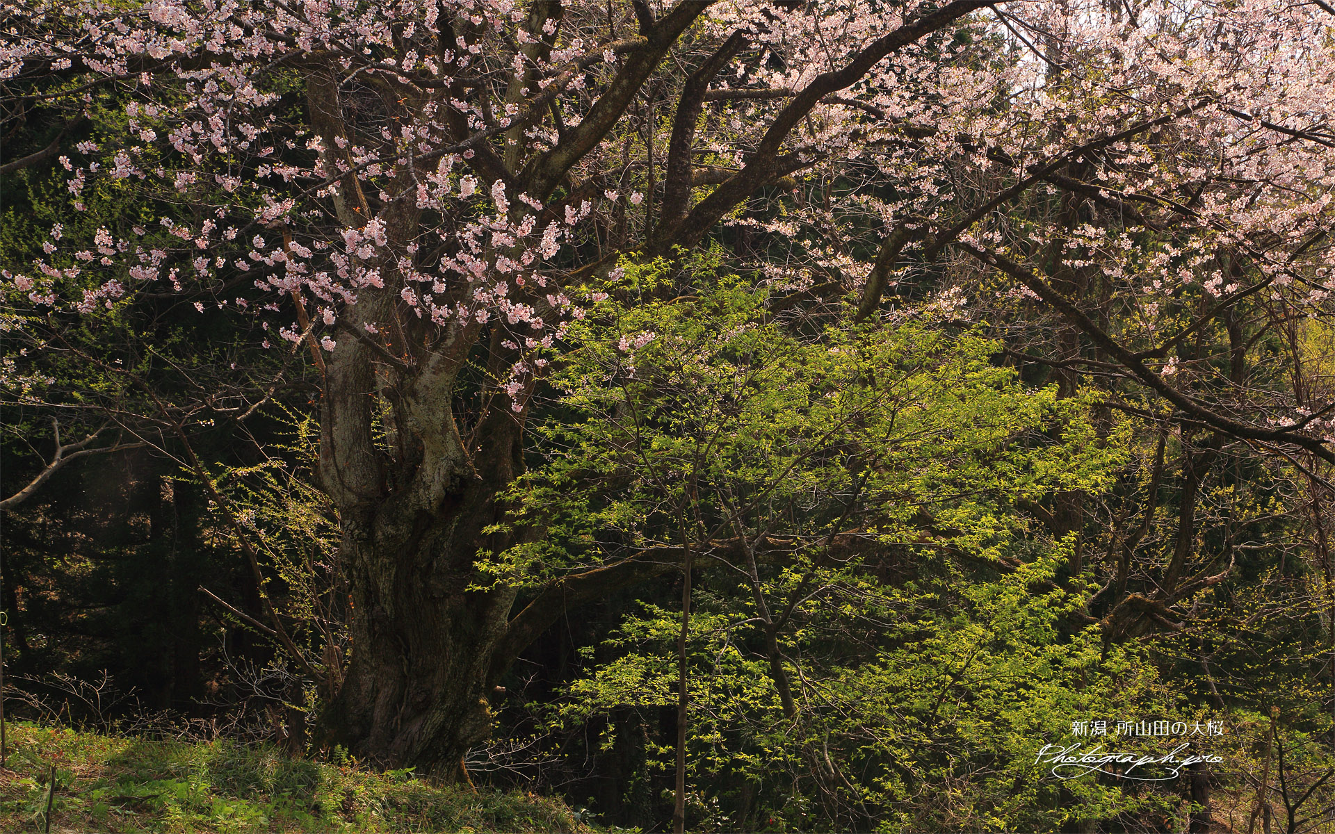 所山田の大桜