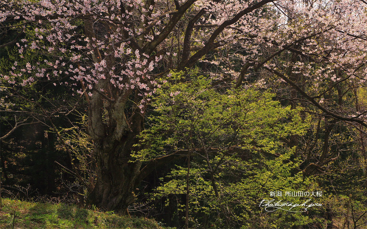 所山田の大桜 壁紙