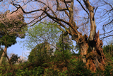 所山田の大桜