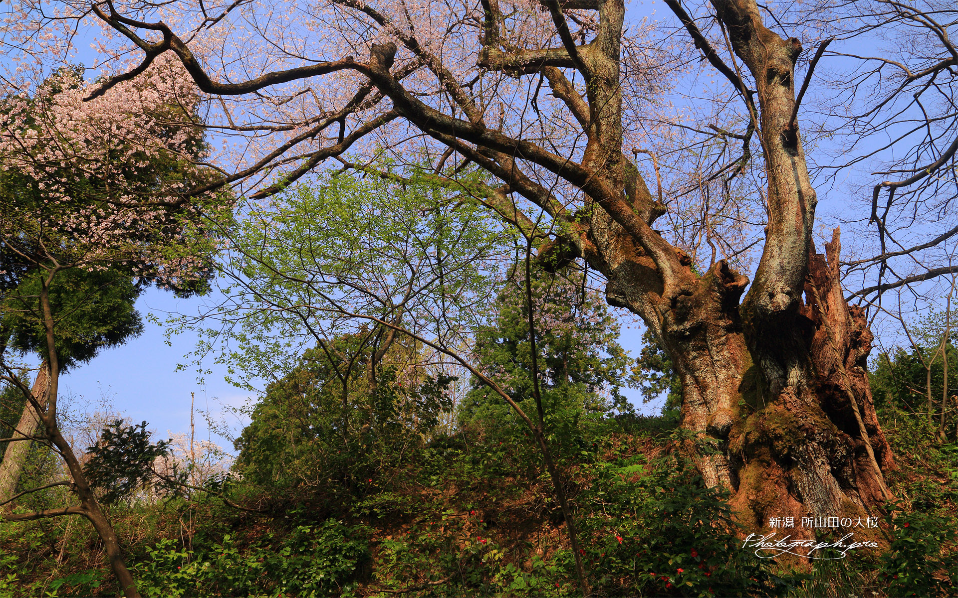 所山田の大桜