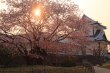 金沢城公園の桜