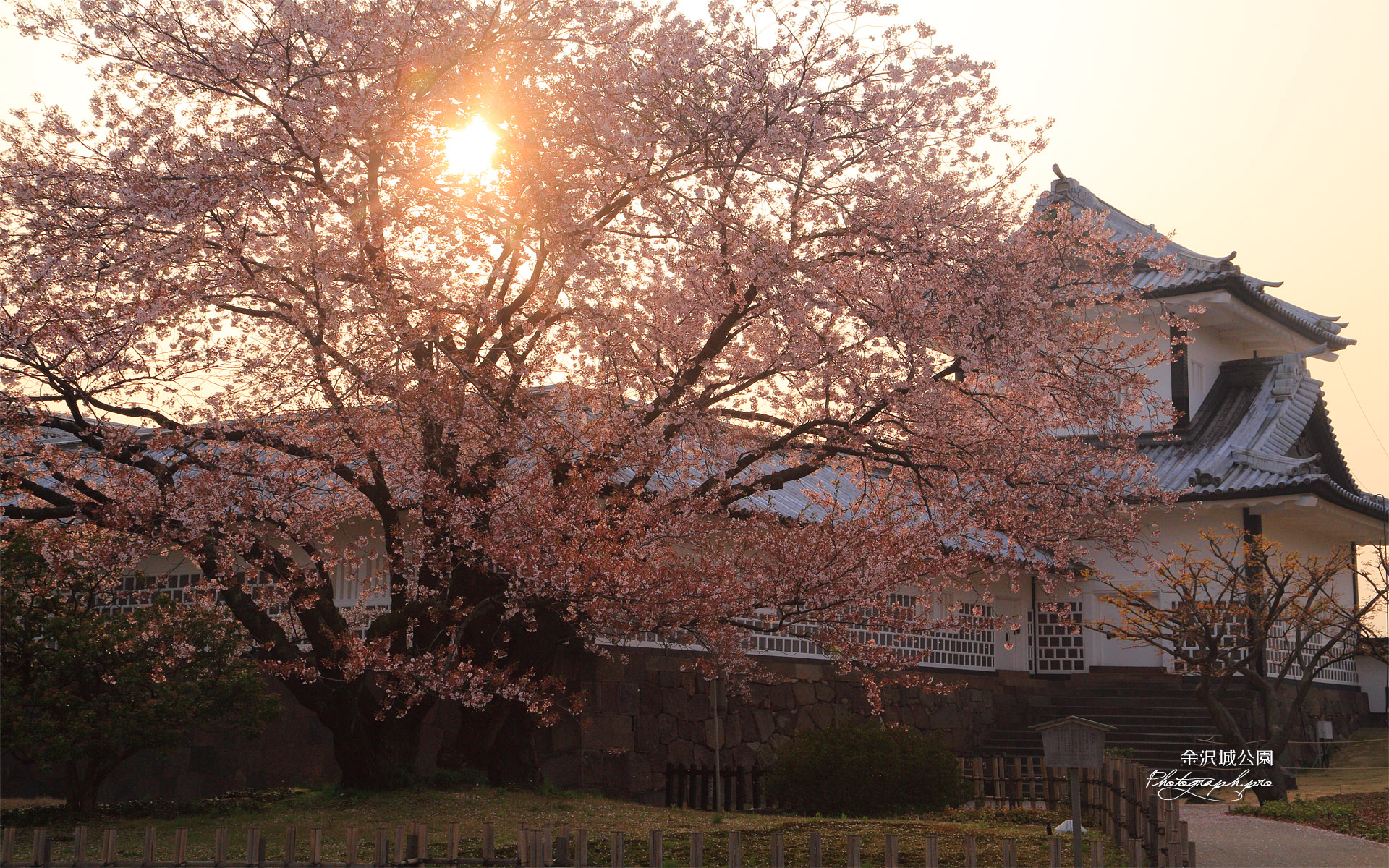 金沢城公園の桜