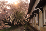 金沢城鶴丸倉庫の桜
