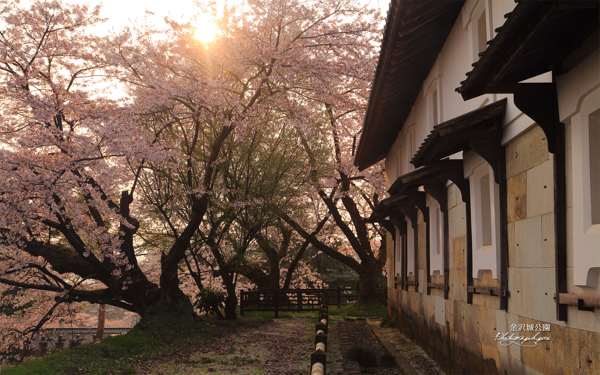 金沢城鶴丸倉庫の桜