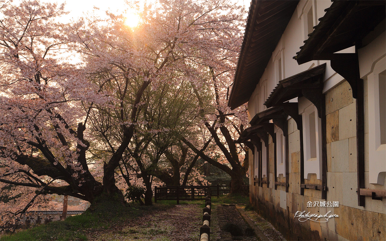 金沢城鶴丸倉庫の桜 壁紙