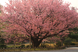 兼六園熊谷