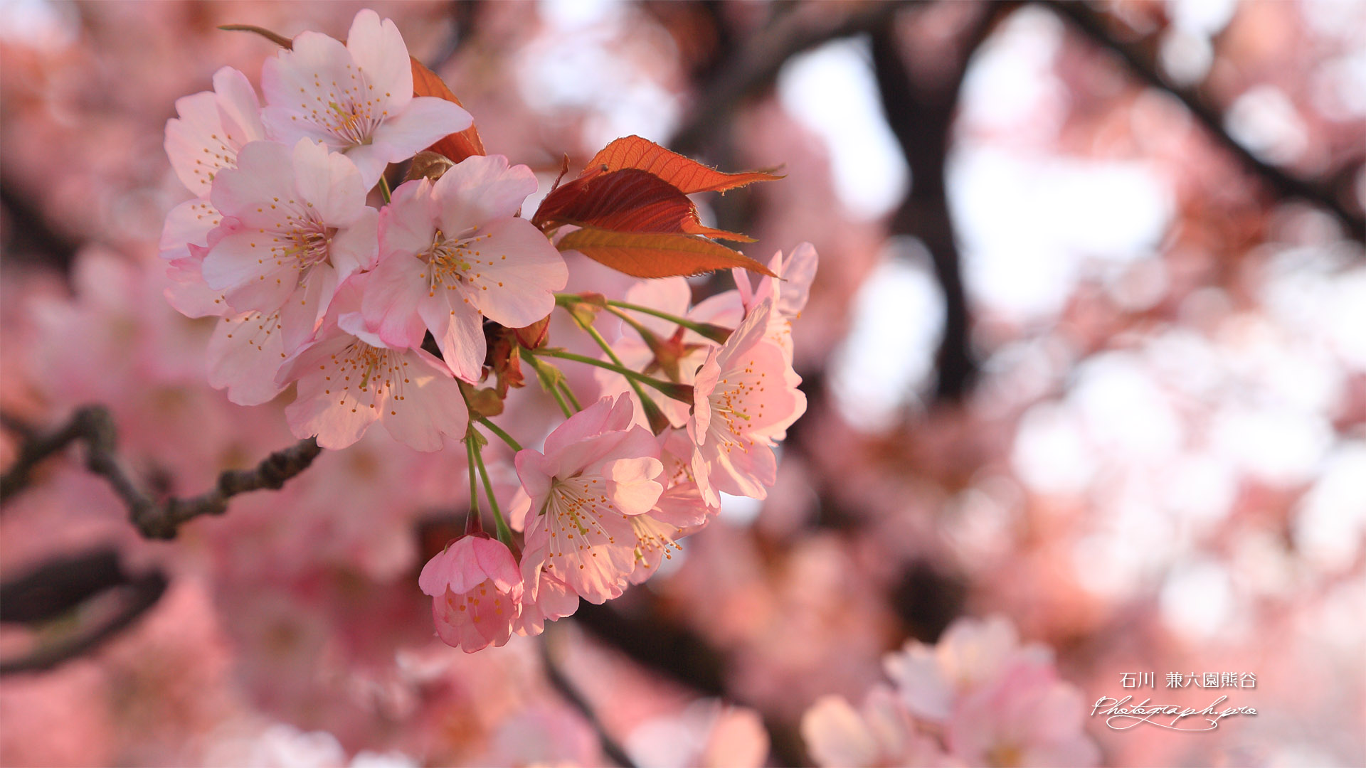 兼六園熊谷桜