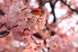 兼六園熊谷桜