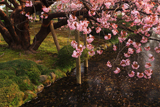 兼六園熊谷