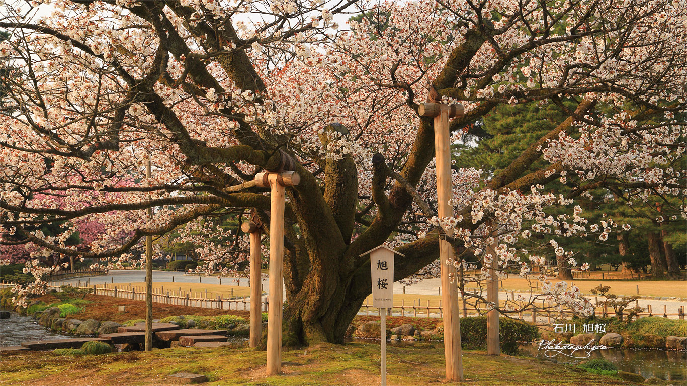 旭桜 壁紙