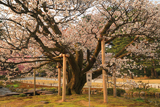 旭桜