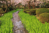 兼六園の花筏