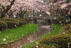 兼六園の桜