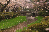 兼六園の花吹雪