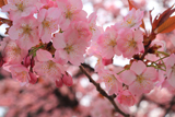 兼六園熊谷
