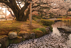 旭桜