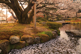 旭桜
