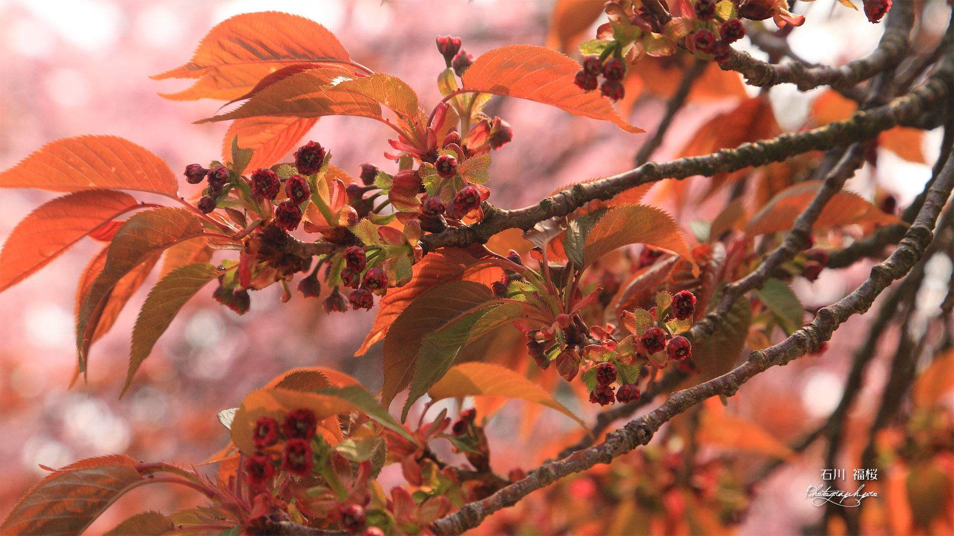 福桜
