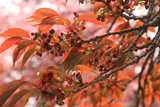 福桜