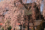 西光寺の枝垂桜