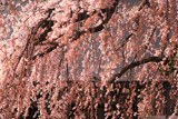 西光寺の枝垂桜
