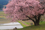 石休場安町のたおやめ桜
