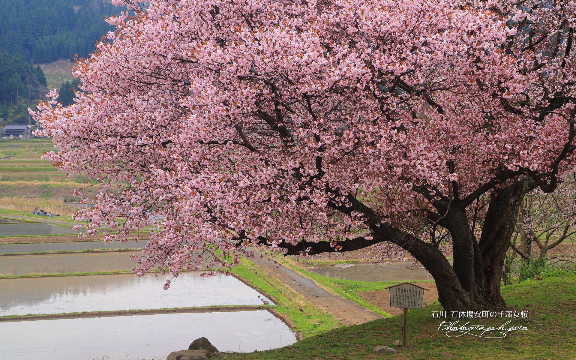 石休場安町のたおやめ桜