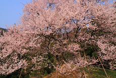 天狗平の御所桜