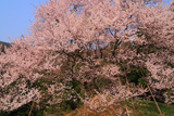 天狗平の御所桜