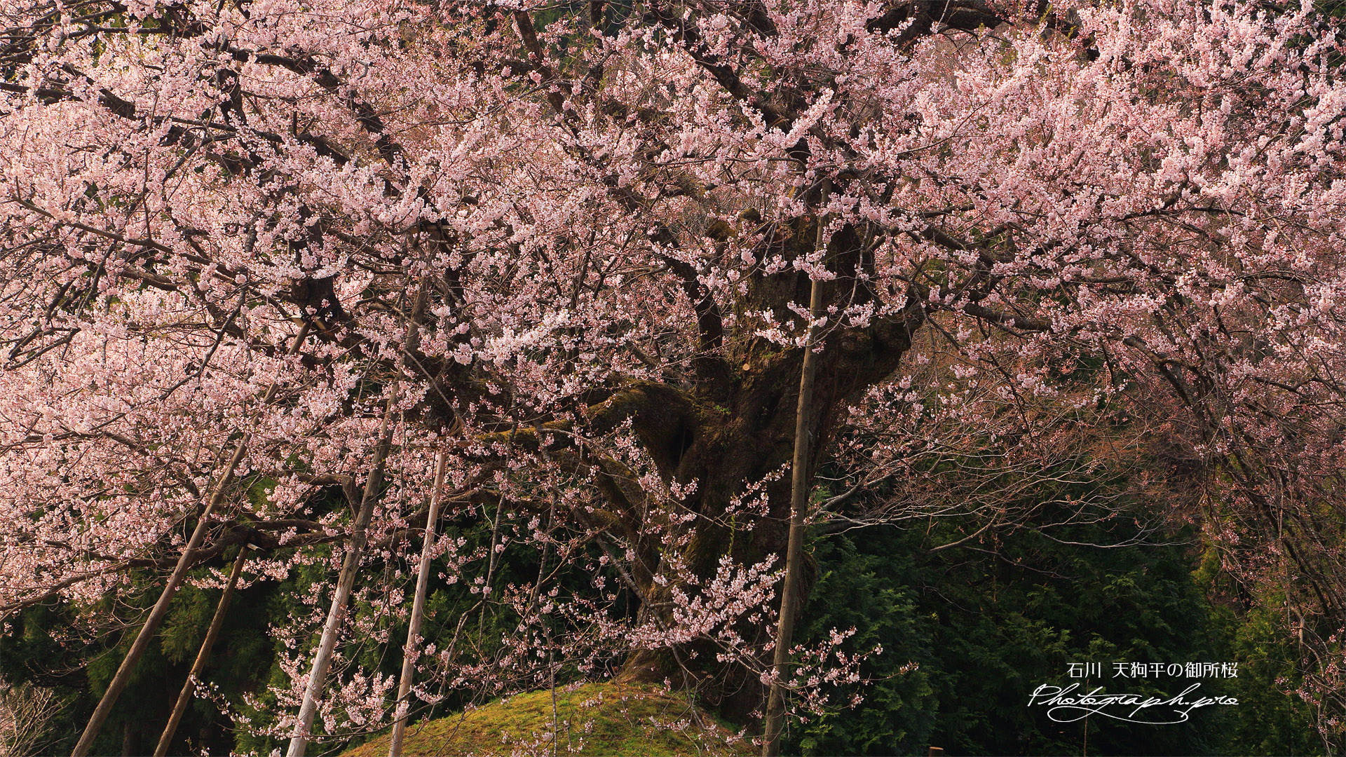 天狗平の御所桜