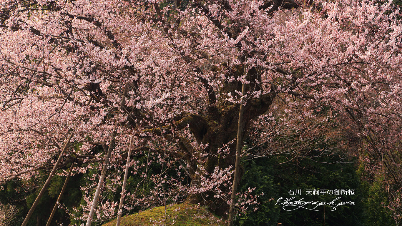 天狗平の御所桜 壁紙