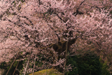 天狗平の御所桜