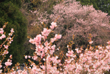 能登町 上河内集落のエドヒガン桜
