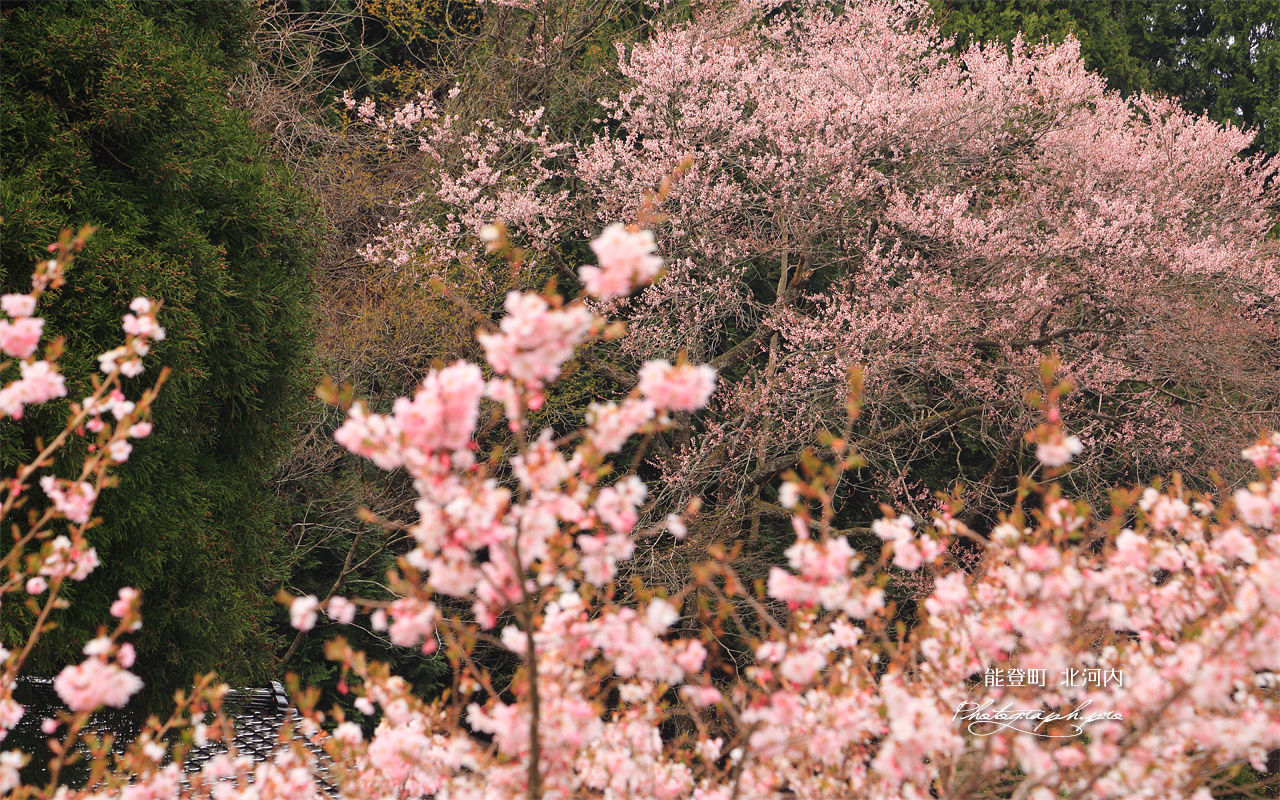 能登町 上河内集落のエドヒガン桜 壁紙