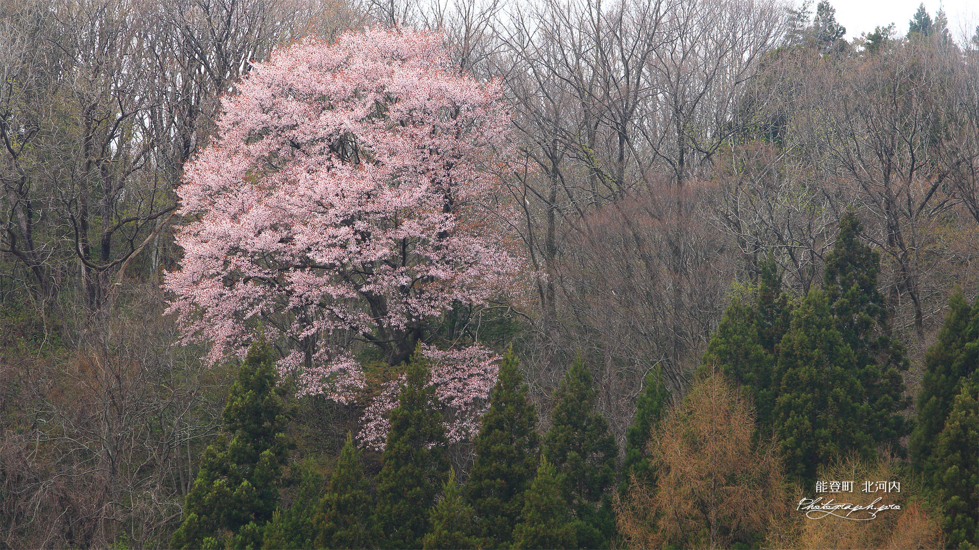 能登町 上河内の大山桜