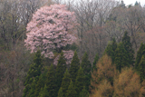 能登町 上河内の大山桜