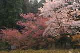火打谷菊桜