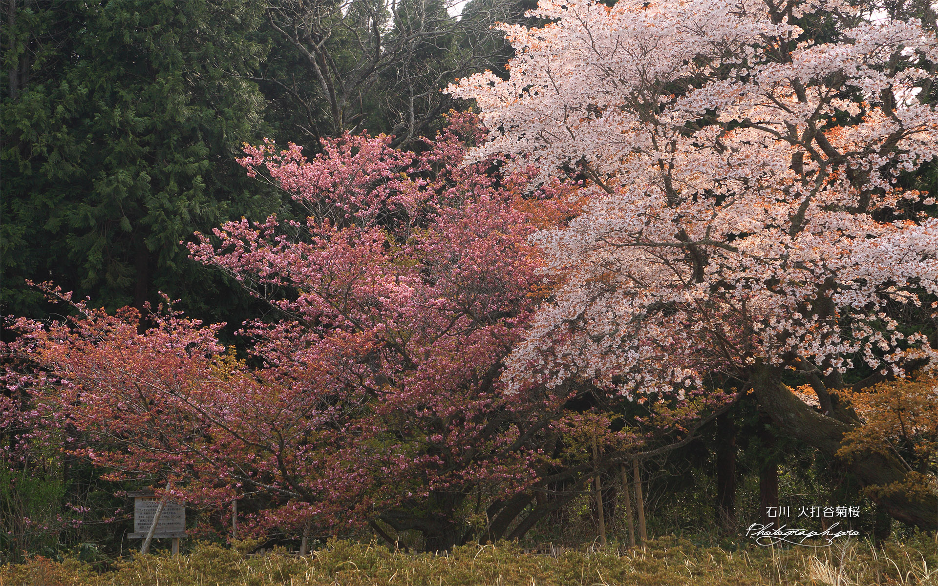 火打谷菊桜