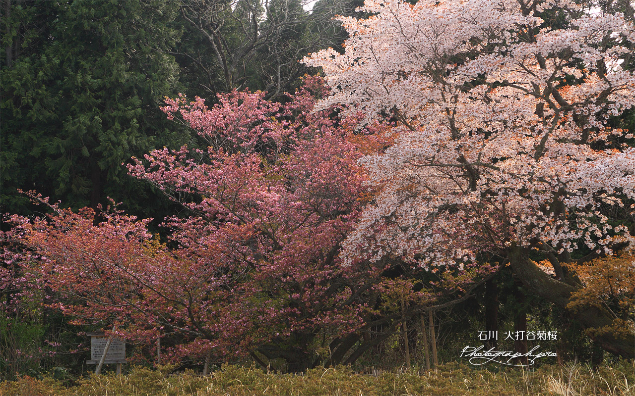 火打谷菊桜 壁紙