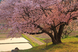 石川県の桜