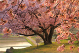 石休場安町のタオヤメ桜