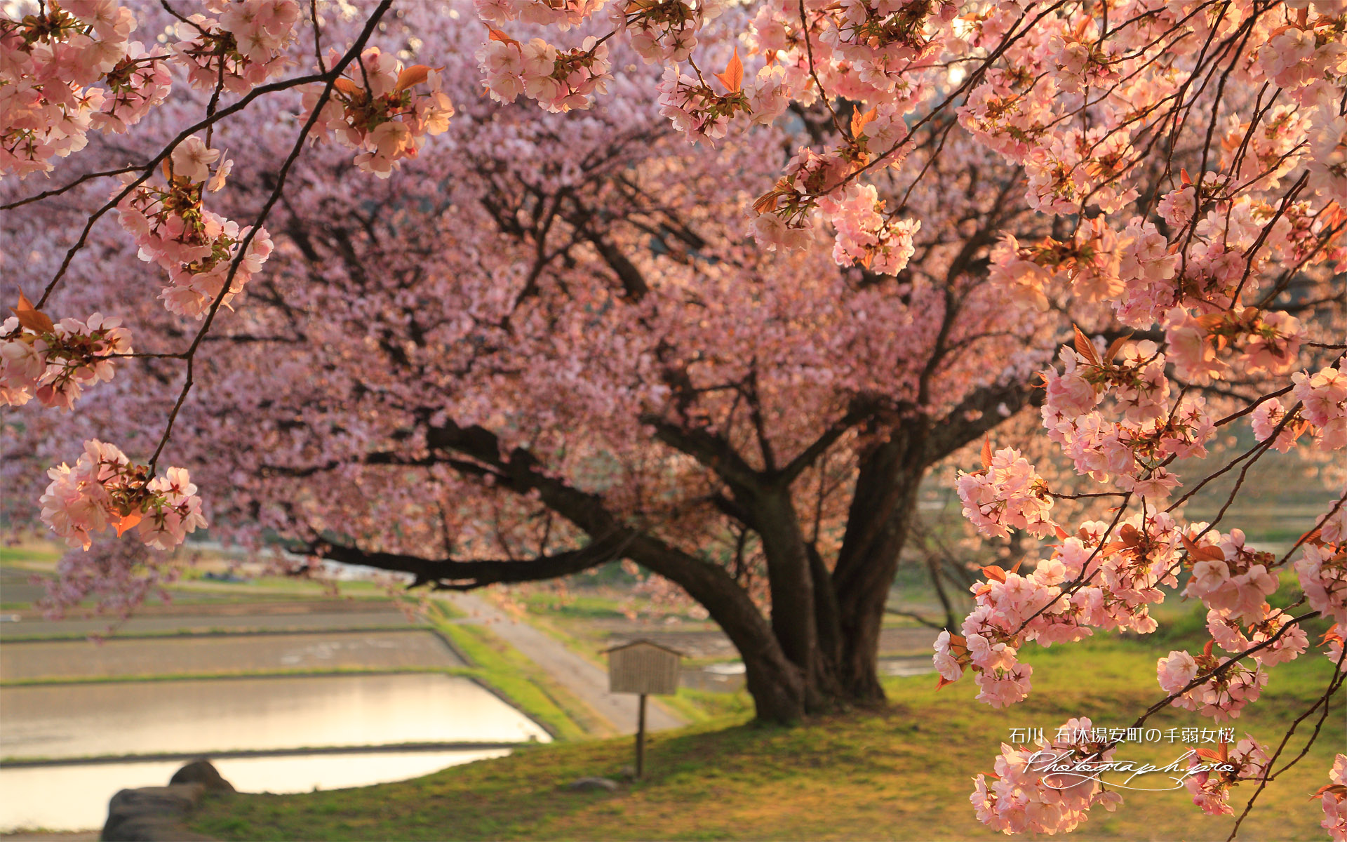 石休場安町のタオヤメ桜