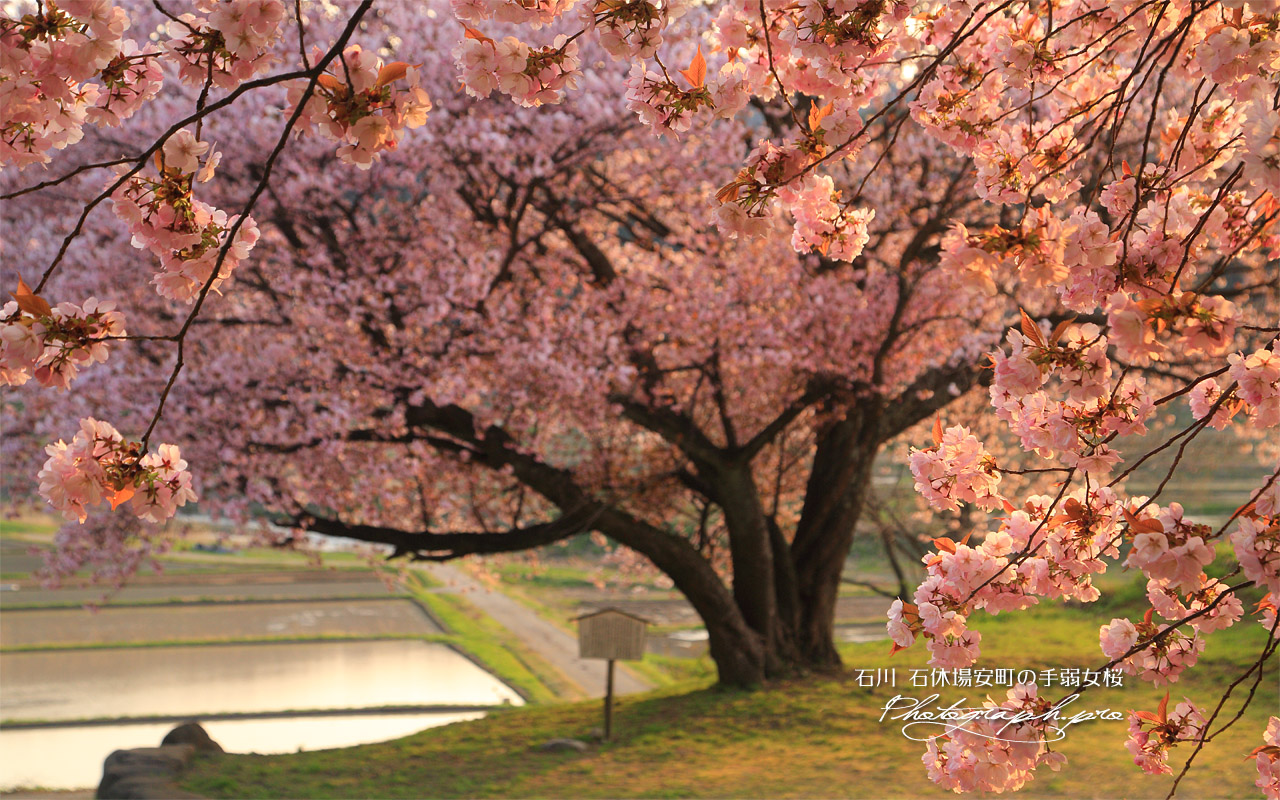 石休場安町のタオヤメ桜 壁紙