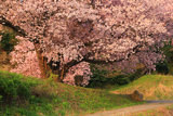 石休場安町の手弱女桜