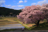 石休場安町の手弱女桜
