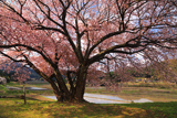 手弱女桜