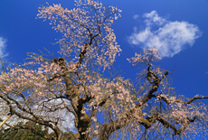 佛照寺のシダレザクラ